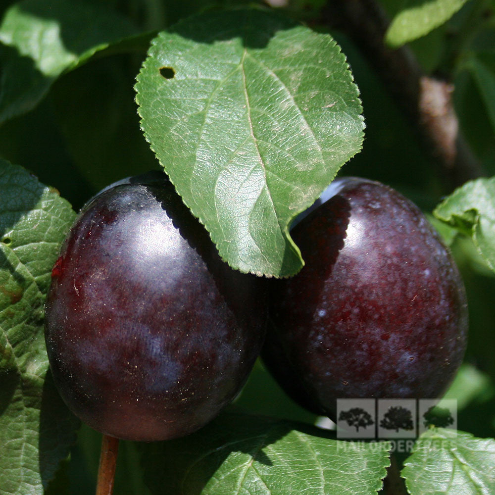 Prunus Herman - Fruits