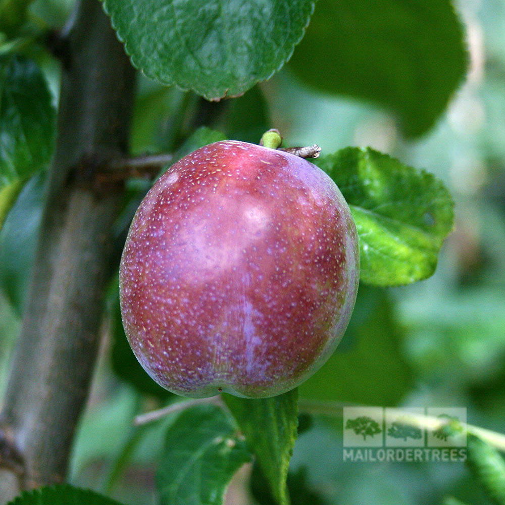 Prunus Marjorie's Seedling - Fruit