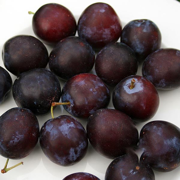 Prunus Sanctus Hubertus - Fruits