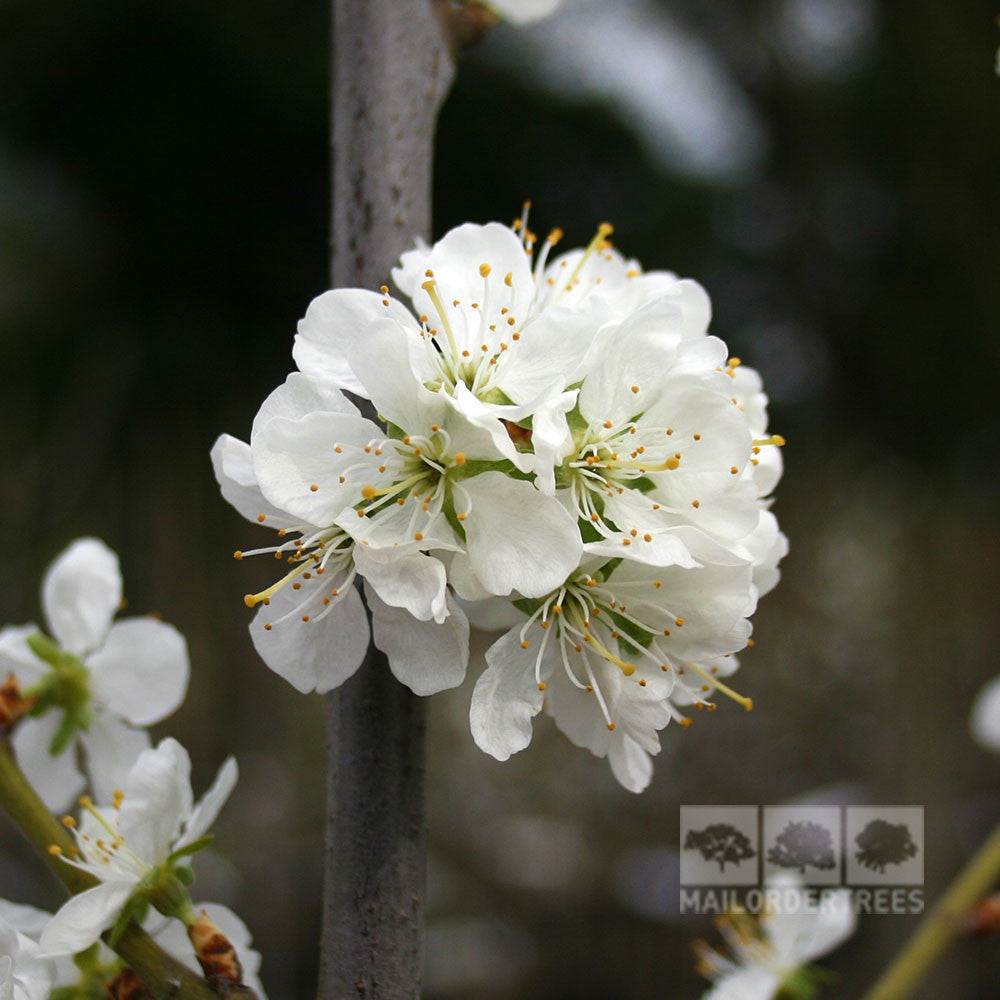 Prunus Victoria - Flower