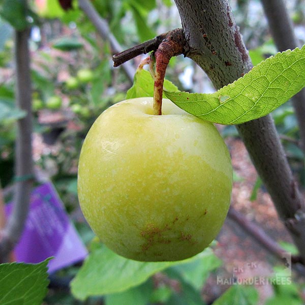 Prunus Warwickshire Drooper - Fruit