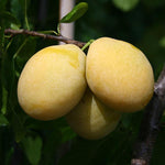 Prunus Yellow Pershore - Fruits
