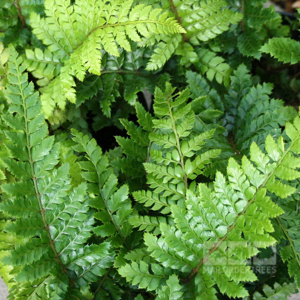Polystichum polyblepharum - Foliage