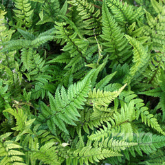 Polystichum tsus simense - Korean Rock Fern
