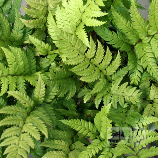 Polystichum rigens - Japanese Fern