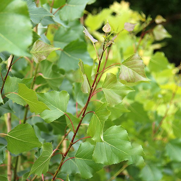 Populus nigra Italica - Foliage
