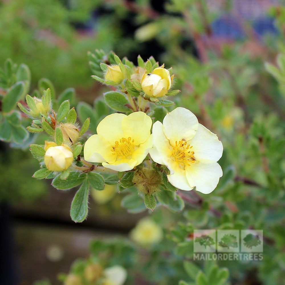 Potentilla Primrose Beauty - Flowers