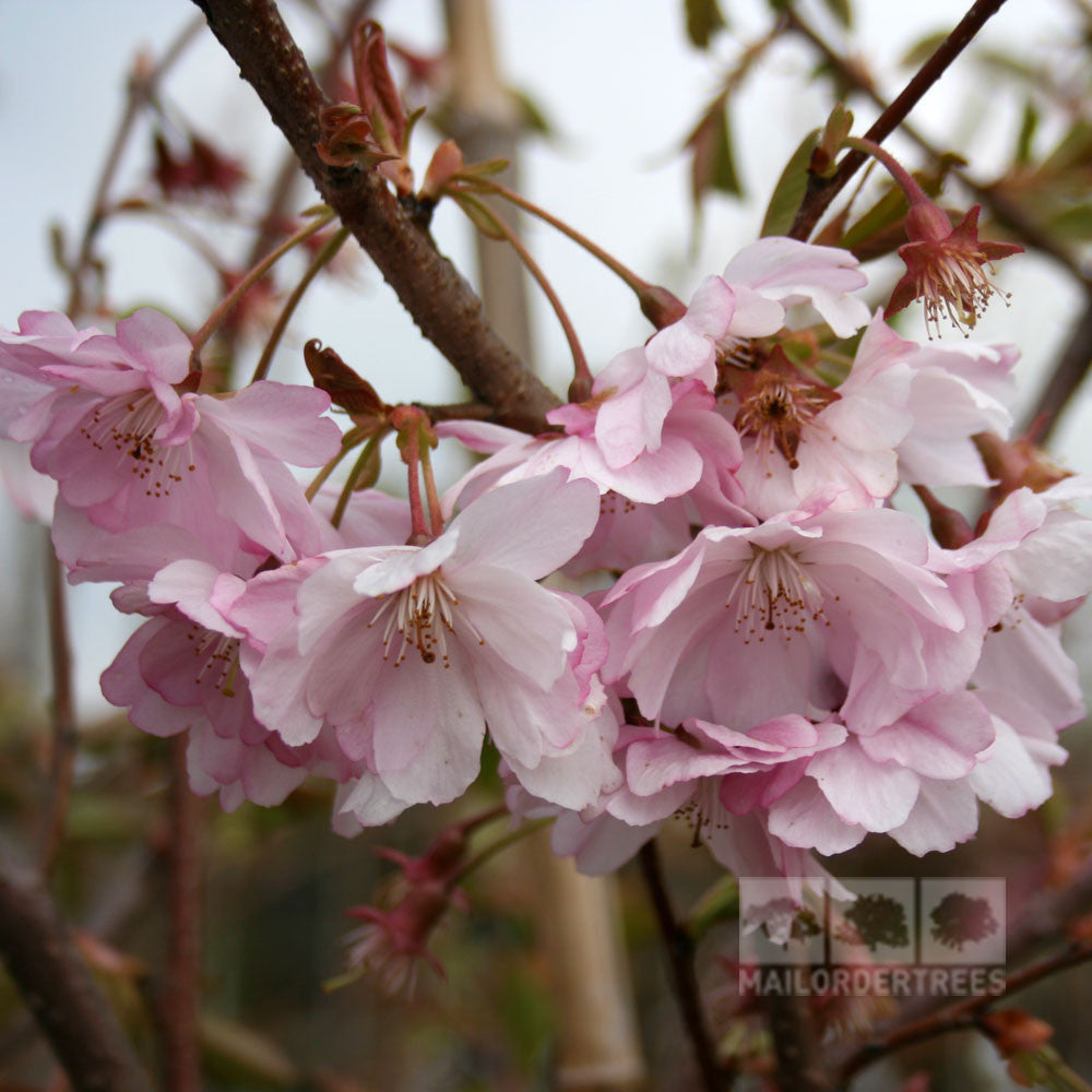 Prunus Accolade - Flower
