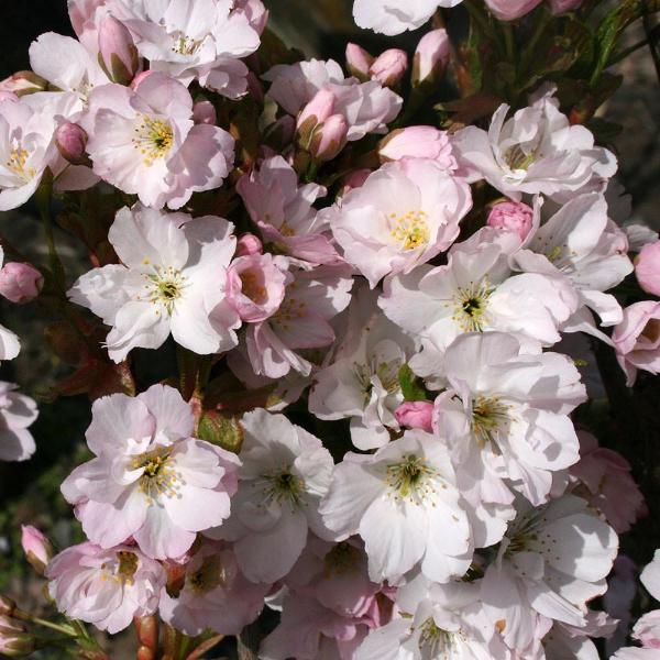 Prunus Amanogawa - Flowers