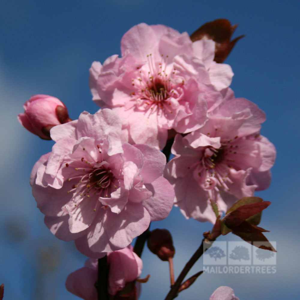 Prunus x blireana - Flowers