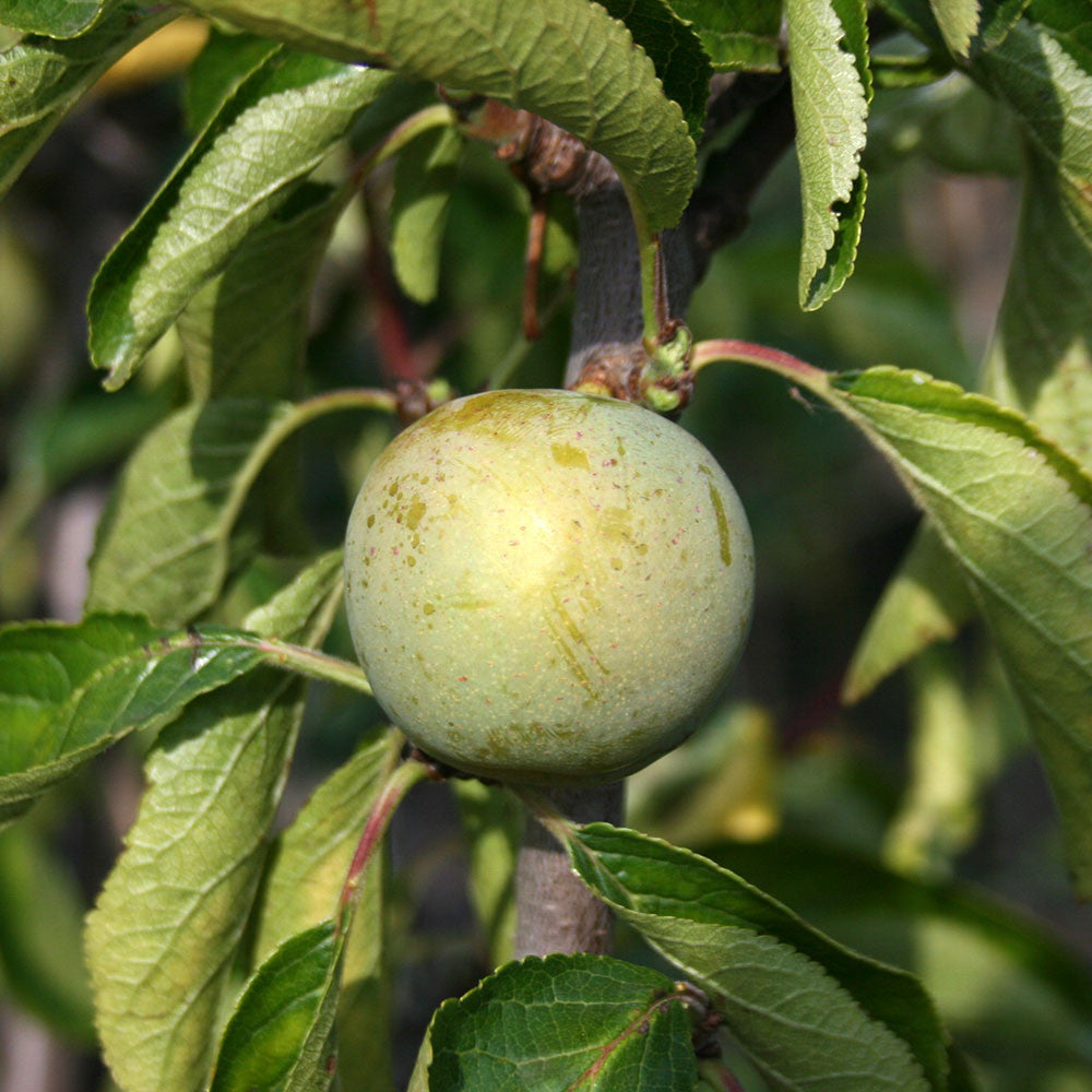 Prunus Cambridge Gage - Fruit