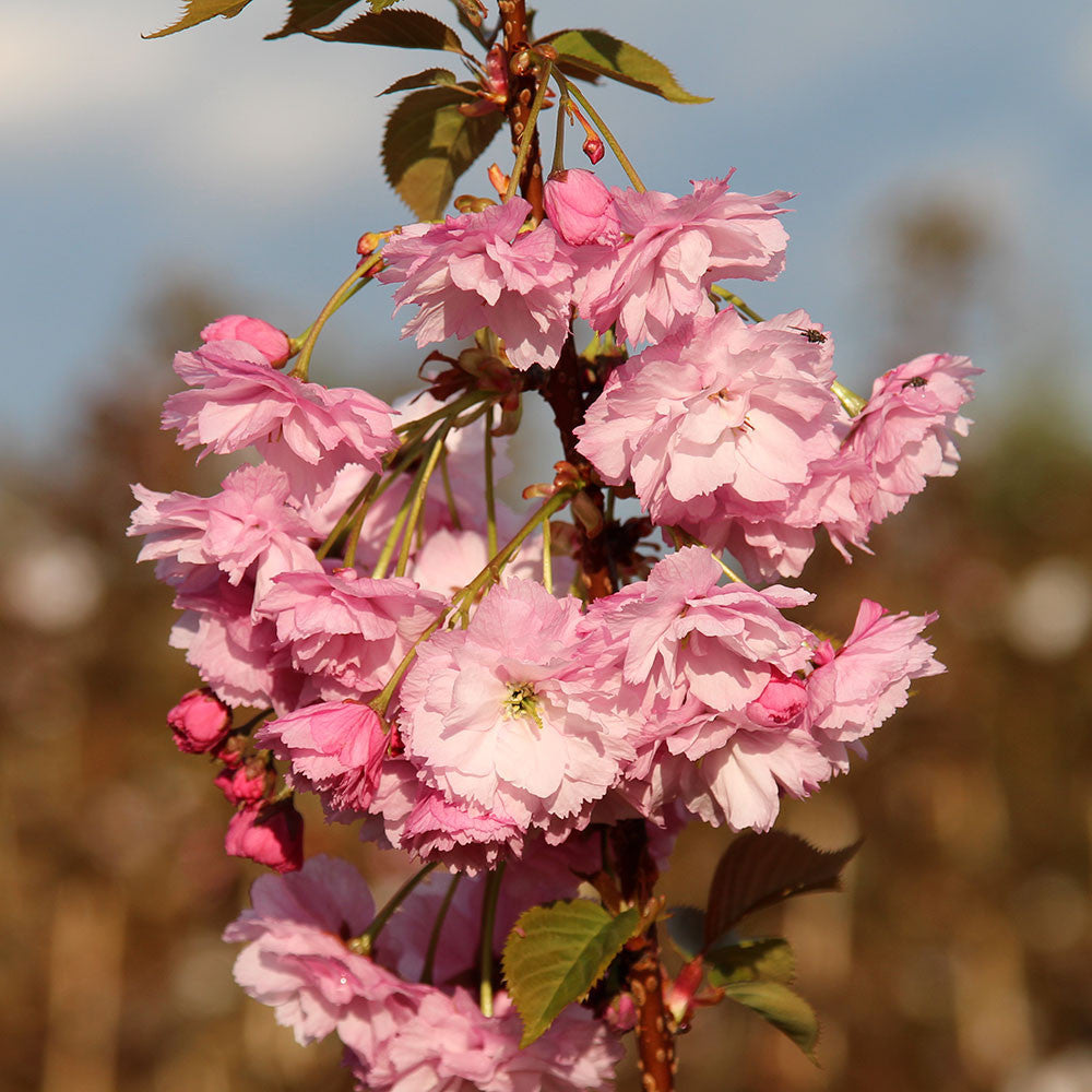 Prunus Candy Floss - Flowers
