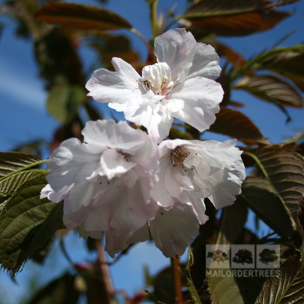 Prunus Chocolate Ice - Flowers