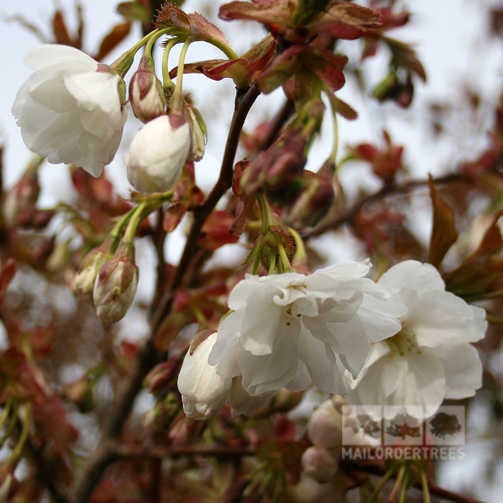 Prunus Fragrant Cloud - Flower