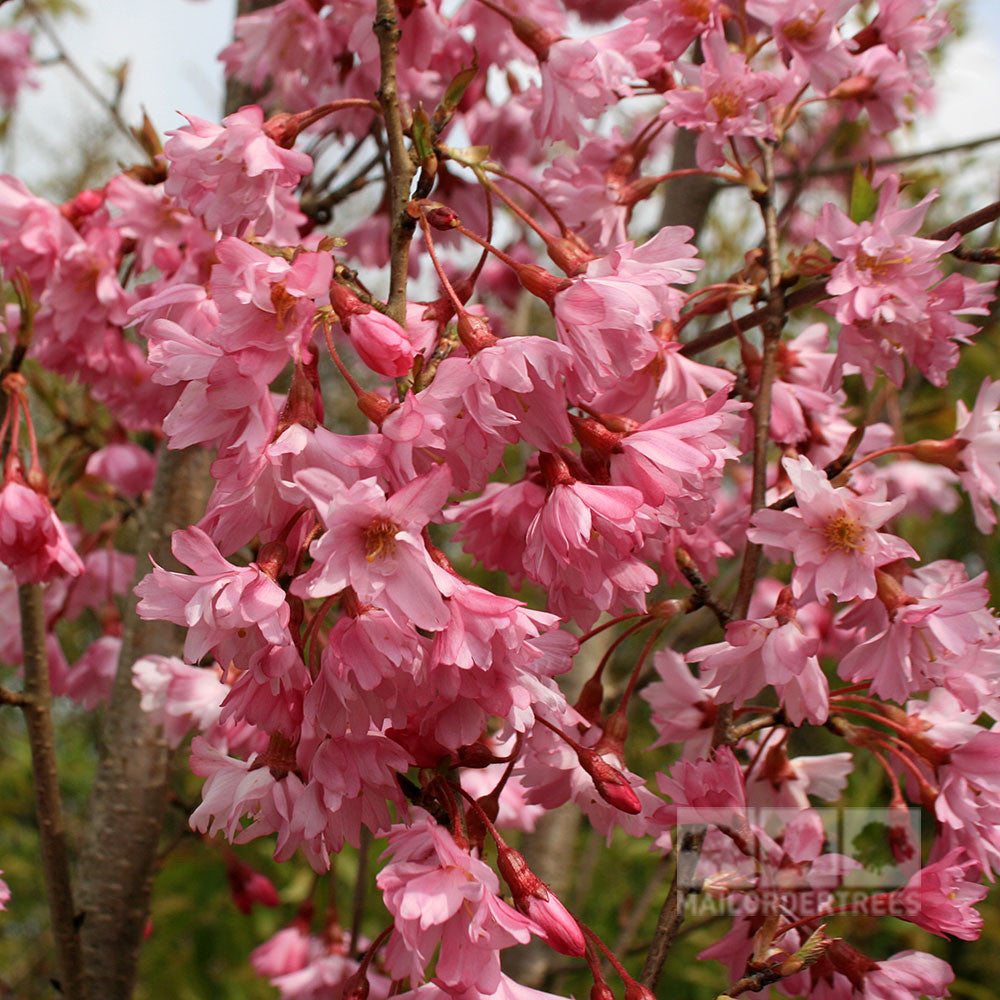 Prunus Fukubana - Flowers