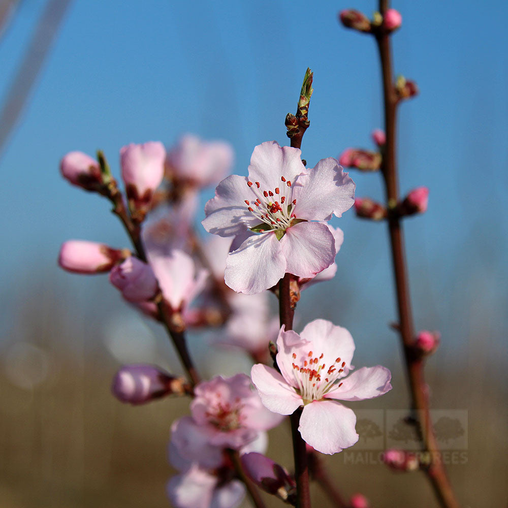 Prunus Ingrid - Flowers