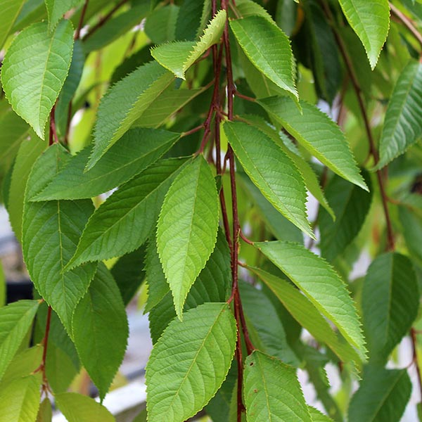 Prunus Ivensii - Foliage