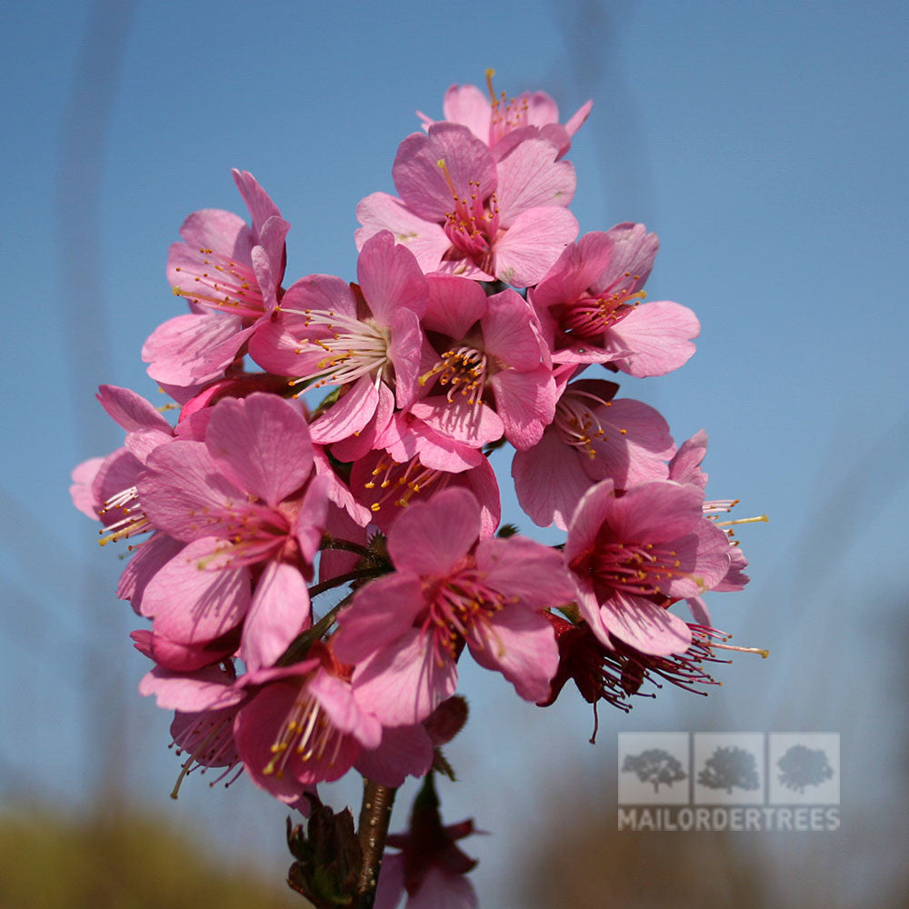 Prunus Kursar - Flowers