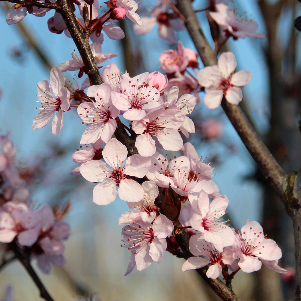 Prunus Nigra - Flowers