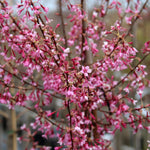 Prunus Okame Harlequin - Flowers