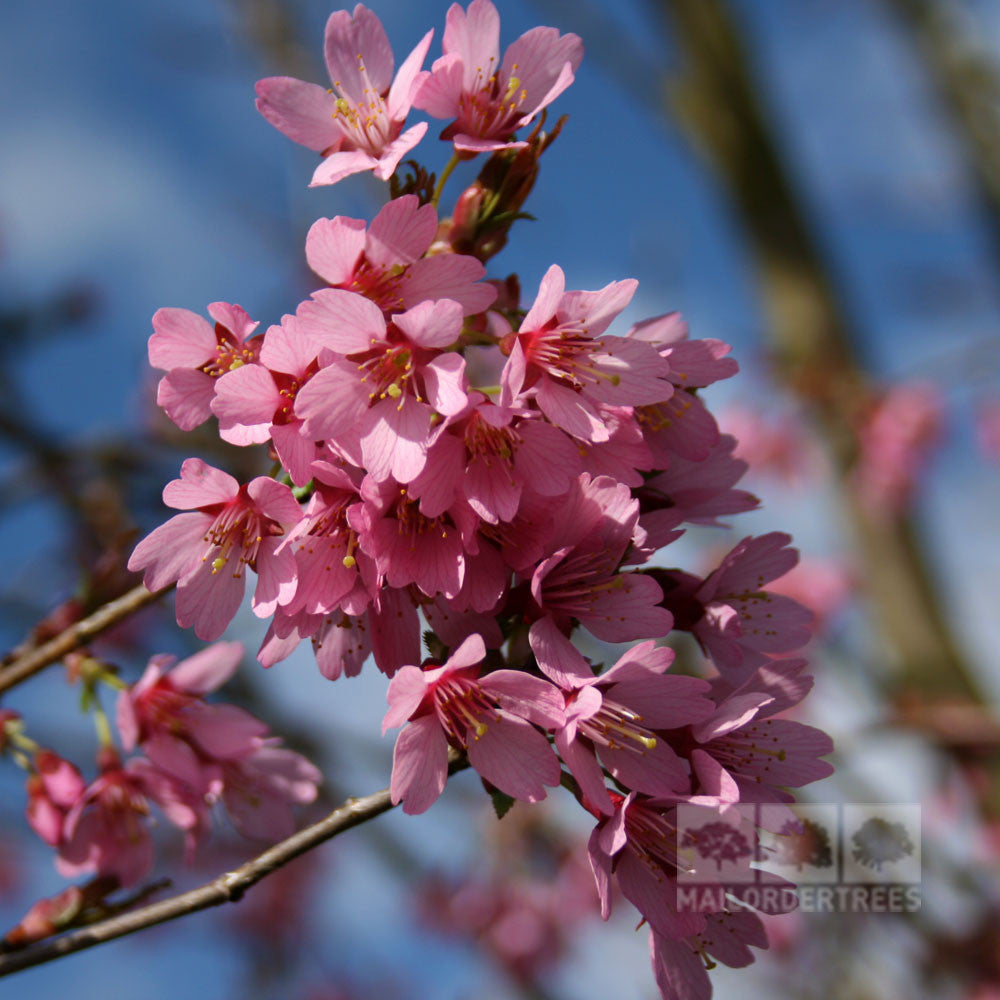 Prunus Okame - Flowers