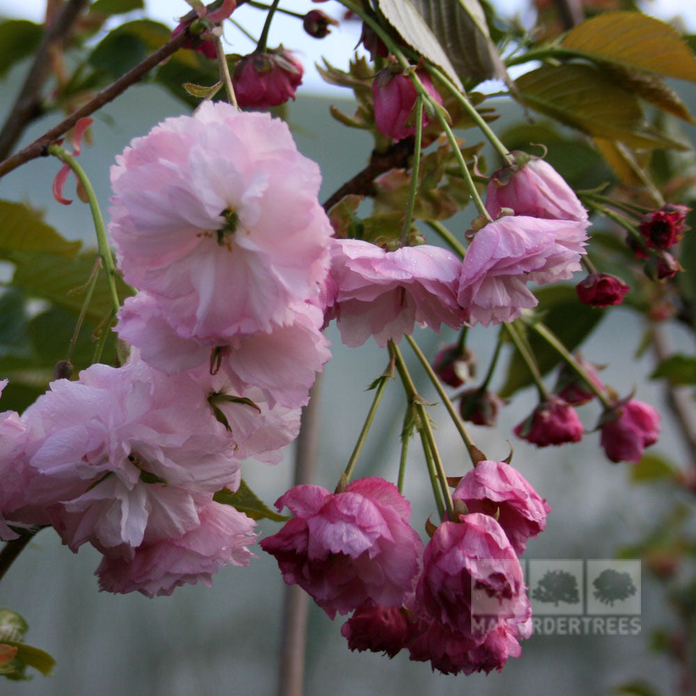 Prunus Pink Parasol - Flowers