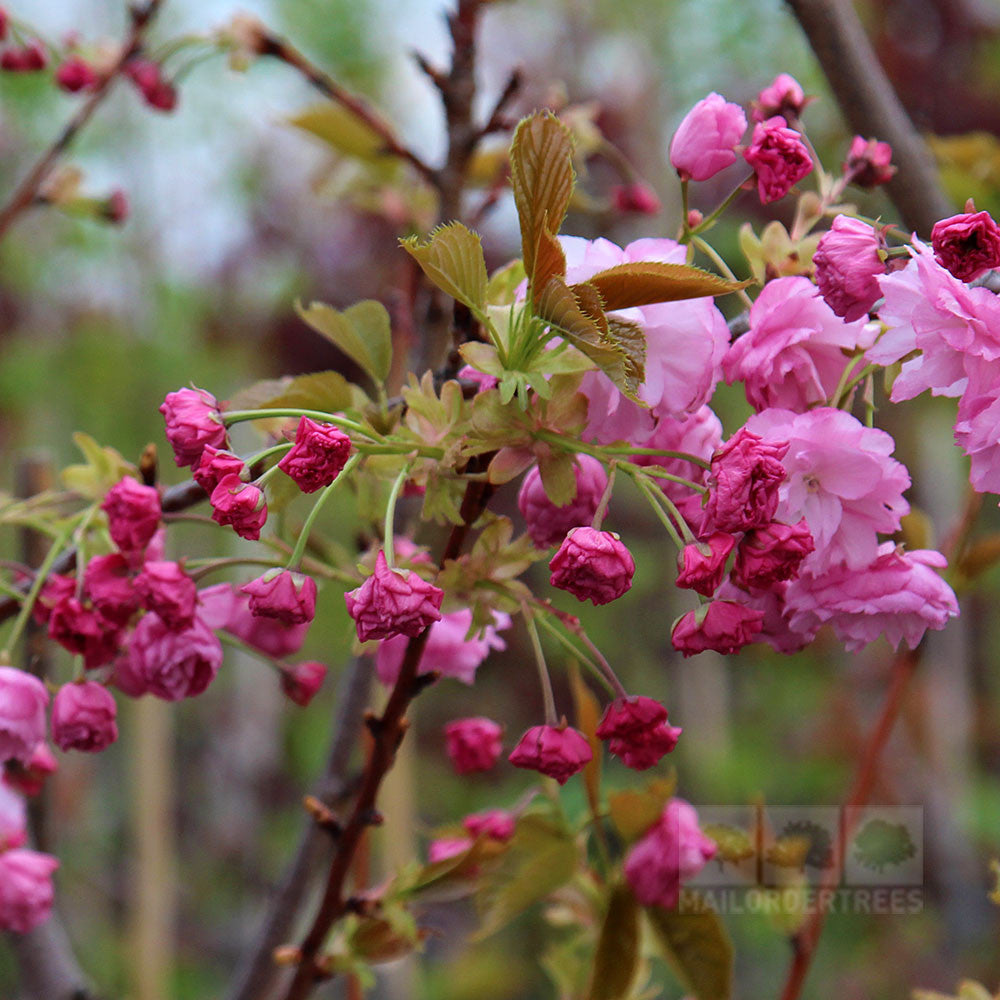 Prunus Pink Perfection - Buds