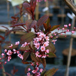 Prunus Schubert - Flowers