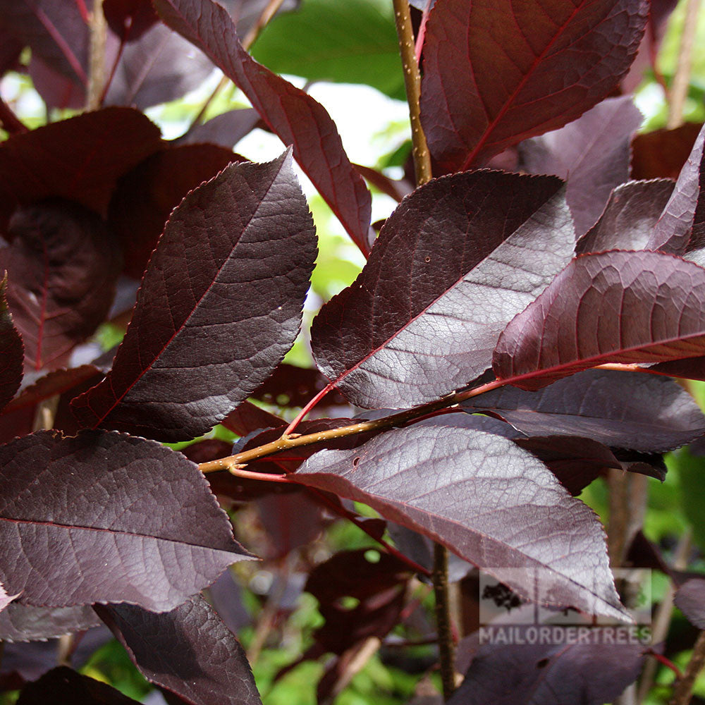 Prunus Schubert - Foliage