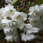 Prunus Shirotae - Flowers