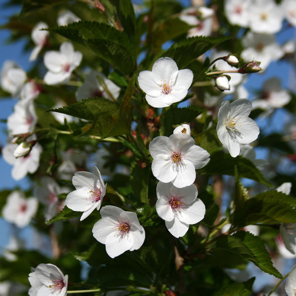 Prunus Snow Goose - Flowers
