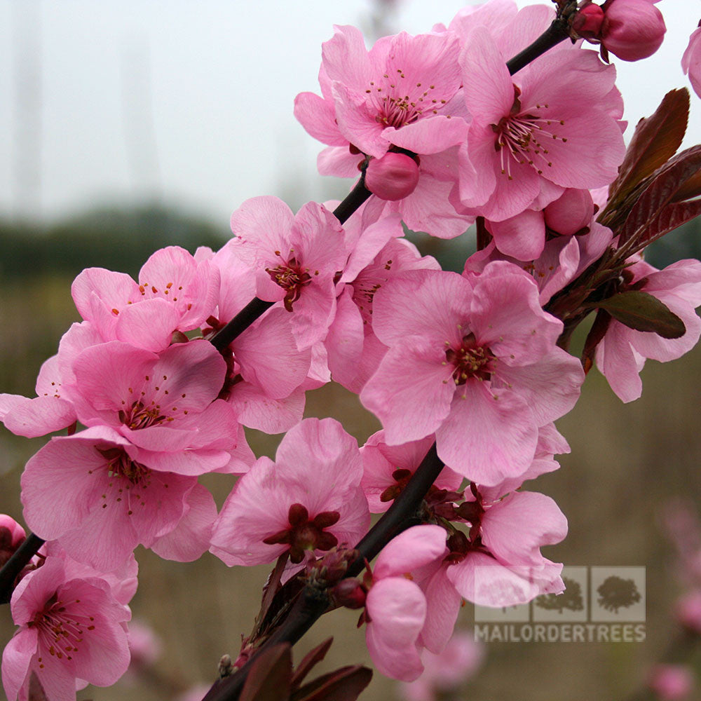 Prunus Spring Glow - Flowers