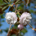 Prunus Spring Snow - Flowers