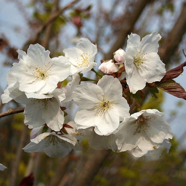 Prunus Tai Haku - Flowers