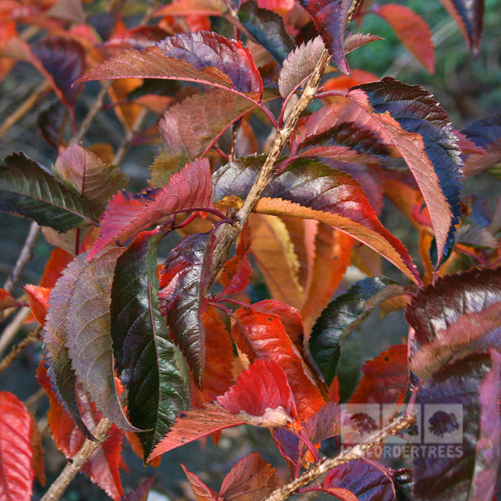 Prunus Tilstone Hellfire - Foliage