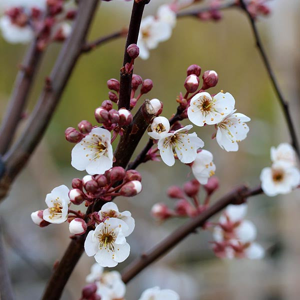 Prunus Trailblazer - Flowers