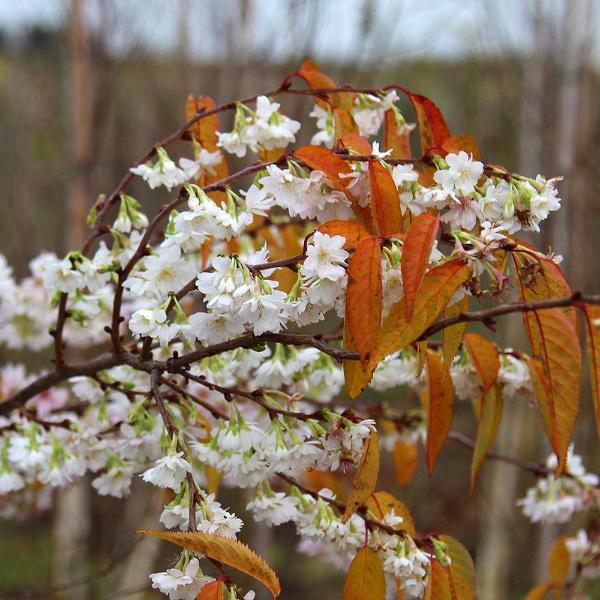 Prunus Autumnalis - Autumn Flowers