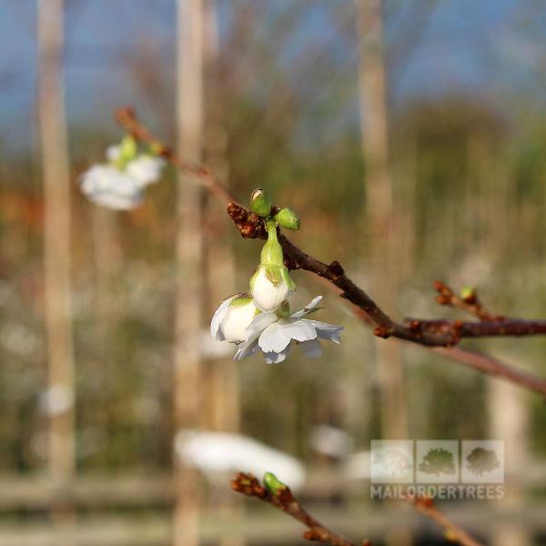 Prunus Autumnalis - Winter Flower