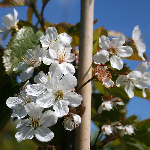 Prunus avium - Flowers