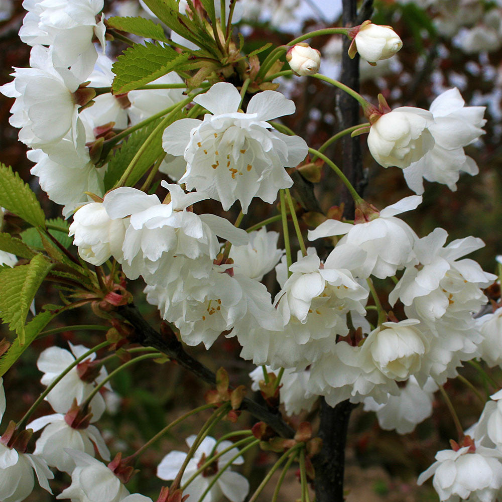 Prunus avium Plena - Flowers