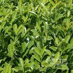 Prunus Rotundifolia - Foliage
