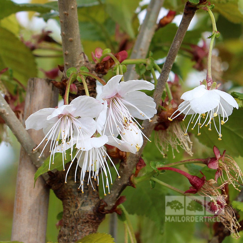 Prunus litigiosa - Flowers
