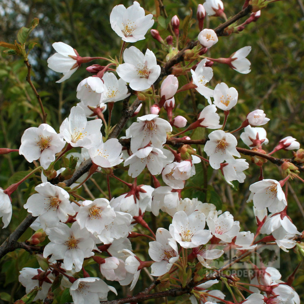 Prunus x Yedoensis - Flowers