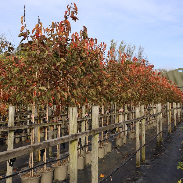 Prunus Kanzan 7-8ft