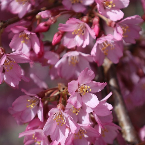 Prunus Pendula Rubra - Flowers