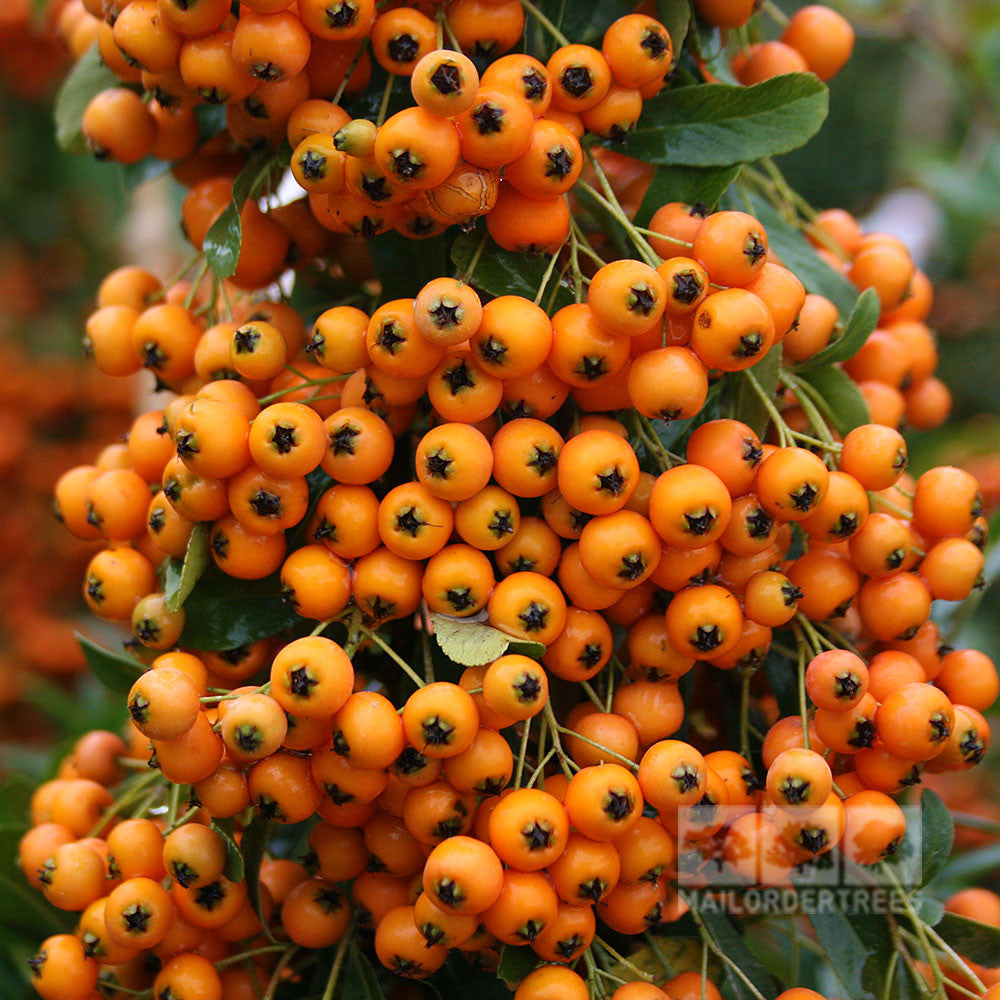 Pyracantha Golden Charmer - Berries