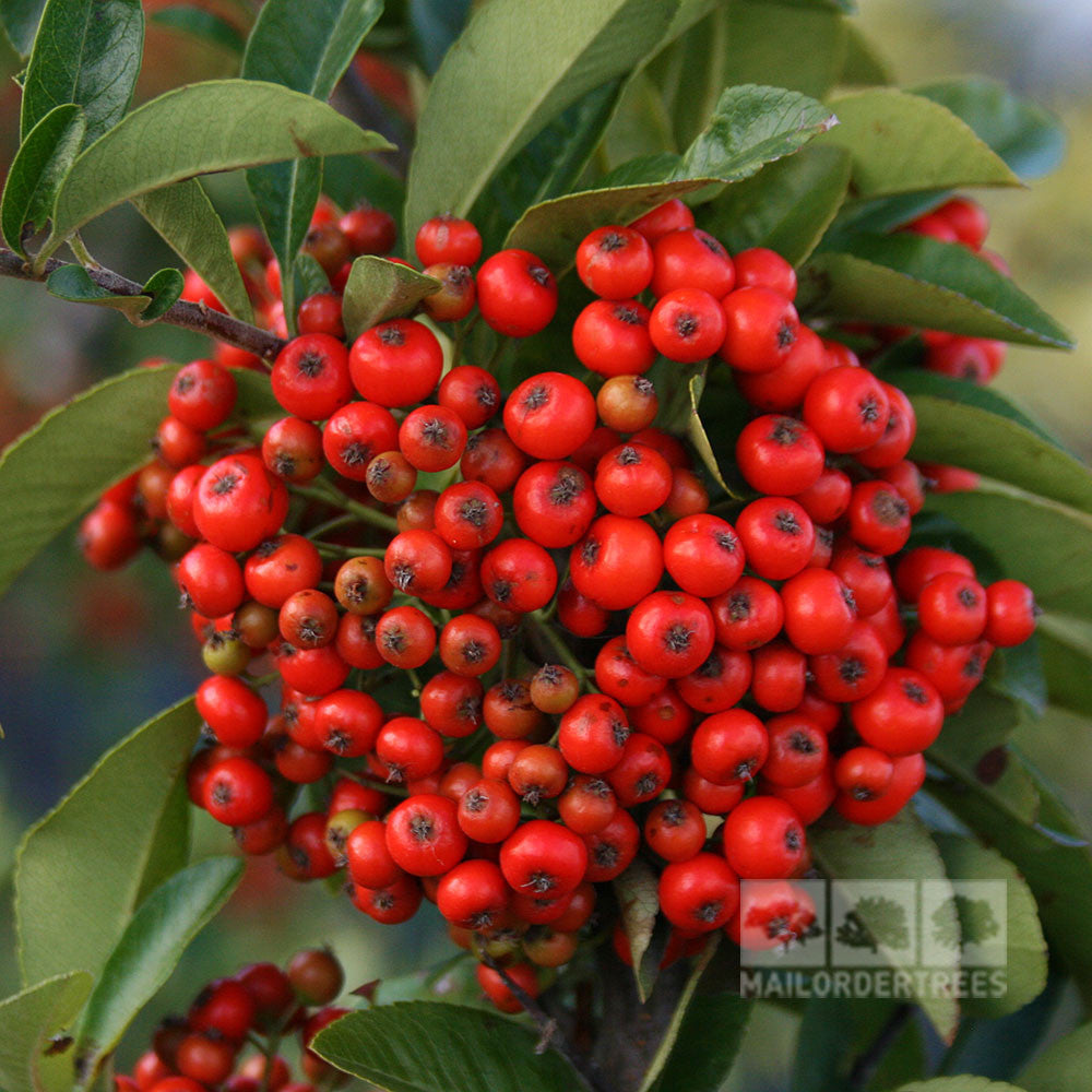 Pyracantha Mohave - Berries
