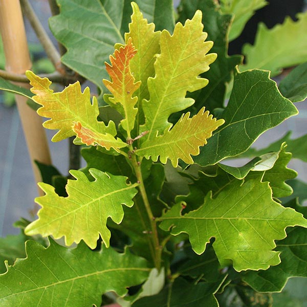 Quercus Regal Prince - Foliage