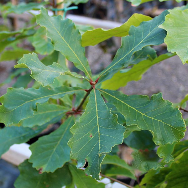 Quercus bicolor - Foliage