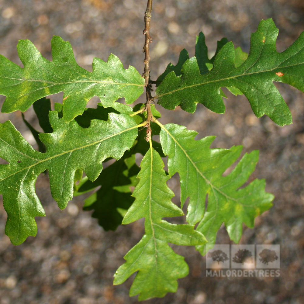 Quercus cerris - Foliage